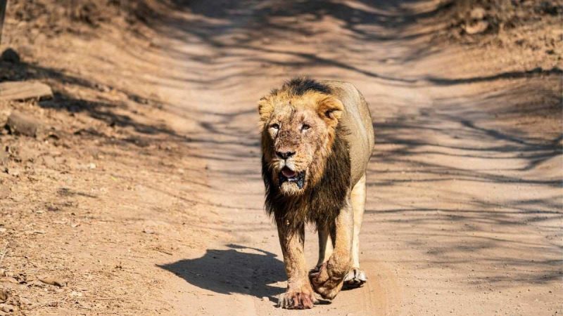 Gir National Park Plans Lion Safari Train With Glass Roofs, Gujarati Food & Rotating Seats