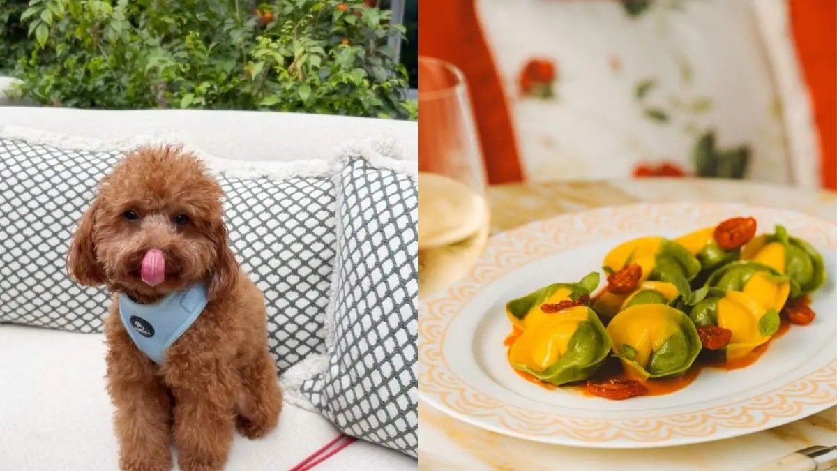 THIS Dubai Restaurant Has Launched A Pet-Friendly Terrace With Business Lunch & Aperitivo!