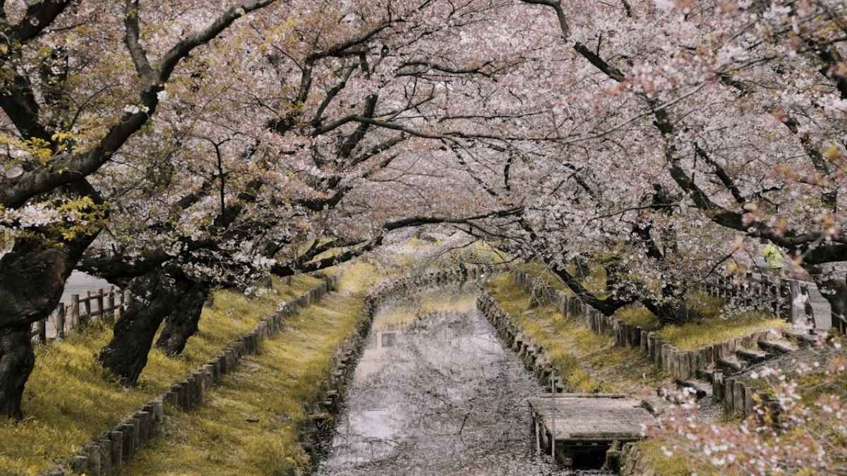 Heading to Japan? You May Have to Pay ₹292 Tourist Tax Just to Visit; Here’s Why!