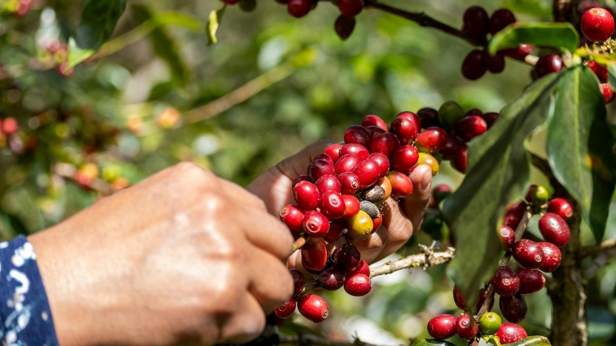 Jazan Coffee Farms Become Top Saudi Ecotourism Escape For Culture And Coffee Lovers