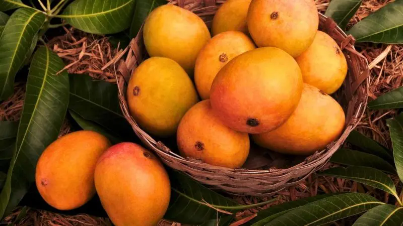 India Grows 50% Of The World’s Mangoes But Why Does It Export Only 1% Of It?