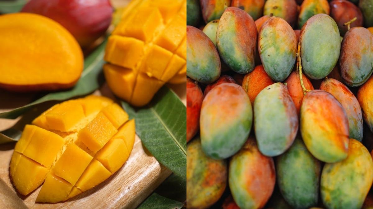 Not Maharashtra Or Gujarat, But These 2 States Are The Largest Producers Of Mangoes In India