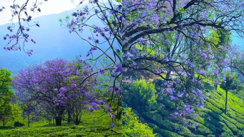 Munnar Looks Straight Out Of A Dream As Jacaranda Blooms Turn The Hill Station Purple