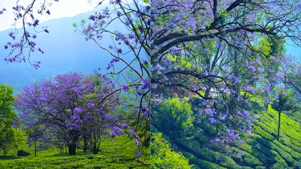 Munnar Looks Straight Out Of A Dream As Jacaranda Blooms Turn The Hill Station Purple
