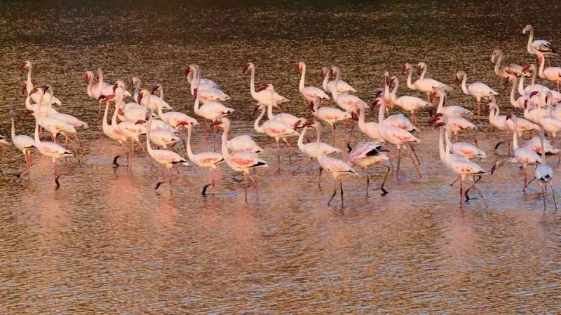 Why Did Flamingos Skip Major Navi Mumbai Wetlands This Season?
