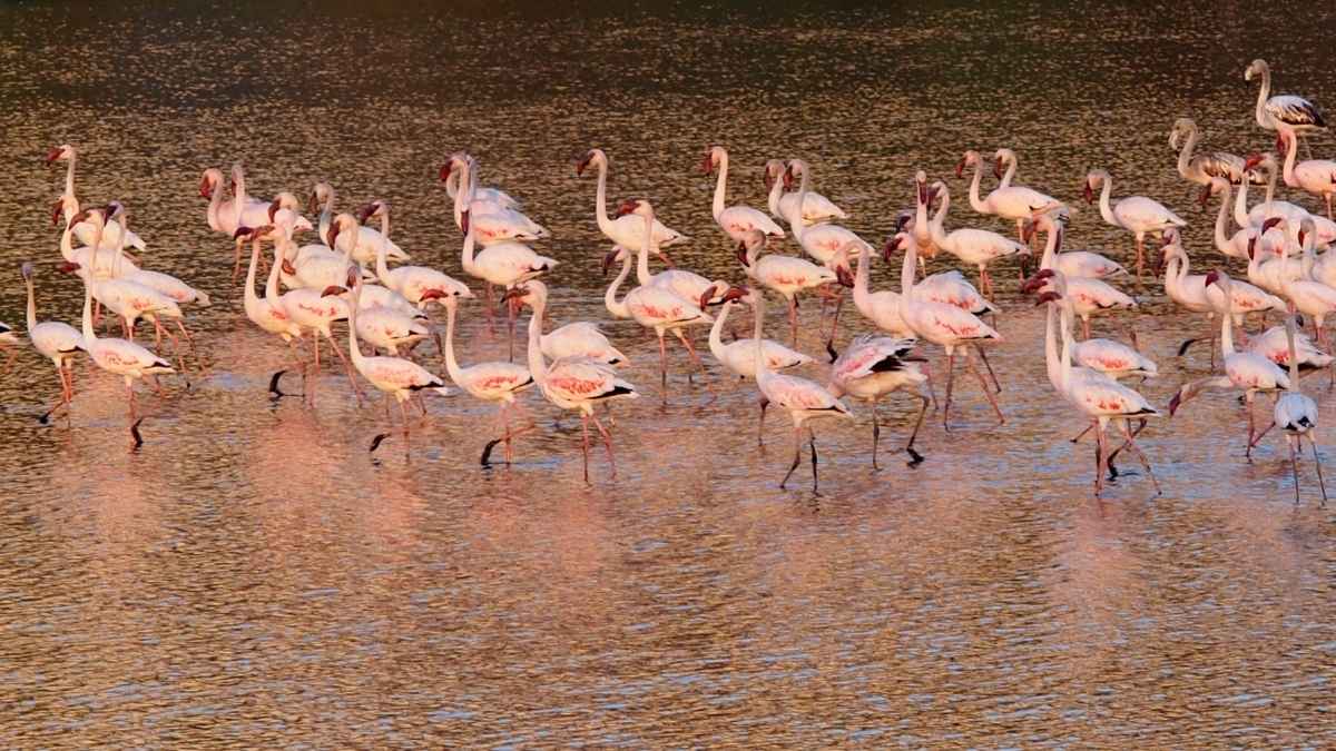 Why Did Flamingos Skip Major Navi Mumbai Wetlands This Season?