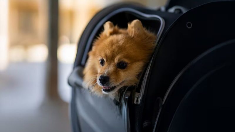 Etihad Airways Has Announced Limited-Time Pricing Offer For Pets! Details Inside