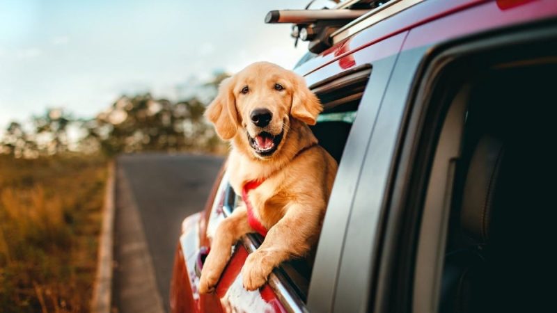 International Pet Day: 93% Of Indian Travellers Prioritise Pet-Friendly Road Trips In 2026