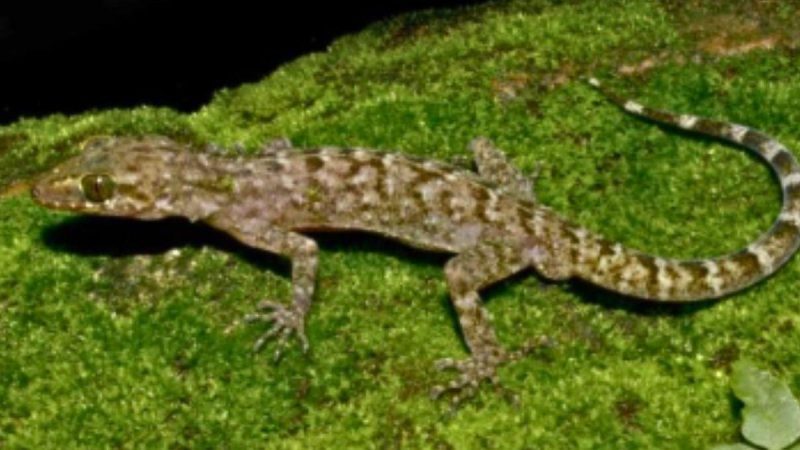 New Gecko Species Found In Raimona National Park; Why It Matters For Assam’s Biodiversity