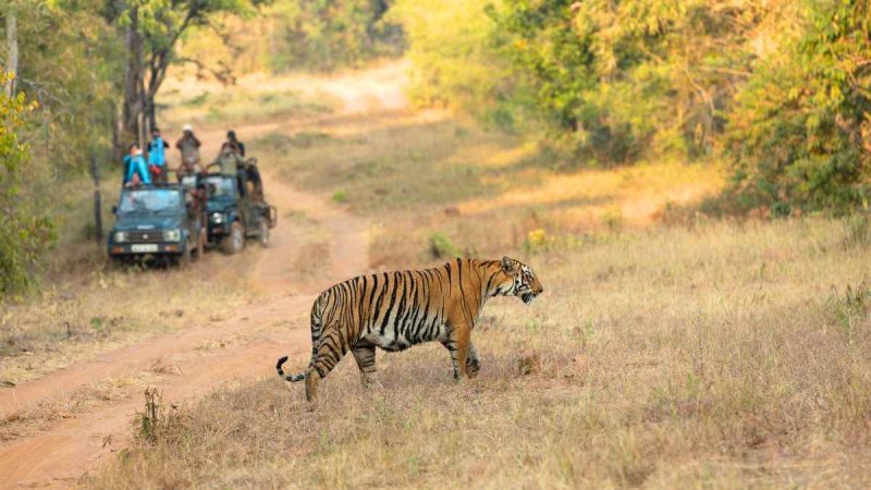 Why Has Ranthambore National Park Fined 101 Safari Vehicles & Barred 15 From Entry?