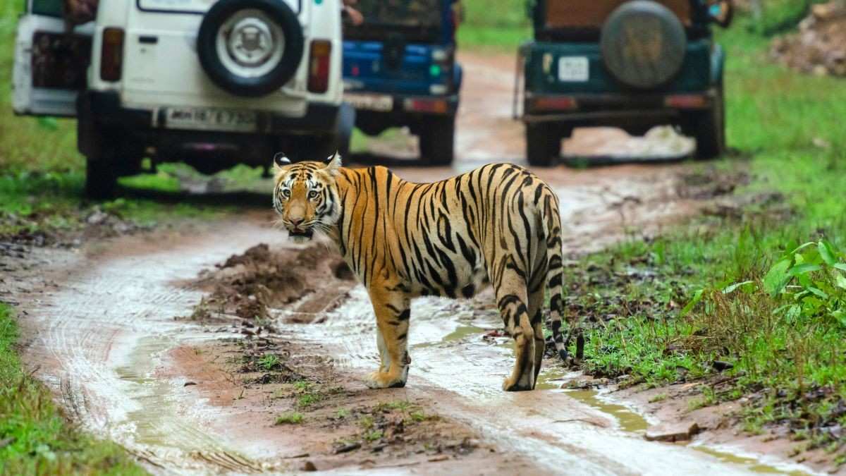 Planning Ranthambore Tiger Safari? Be Ready To Pay A Little Extra Now