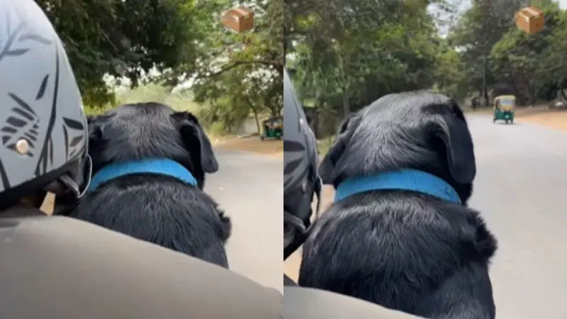 Rapido Rider Receives A Dog As A Parcel; Netizens Say, “Will Pay Double For This Delivery”