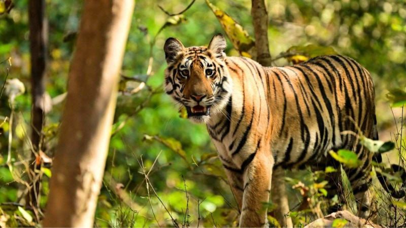 Odisha’s Satkosia Tiger Reserve To Get 6 Eco-tourism Hubs; What Wildlife Lovers Can Expect