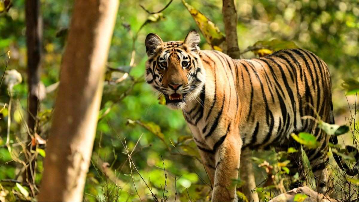 Odisha’s Satkosia Tiger Reserve To Get 6 Eco-tourism Hubs; What Wildlife Lovers Can Expect