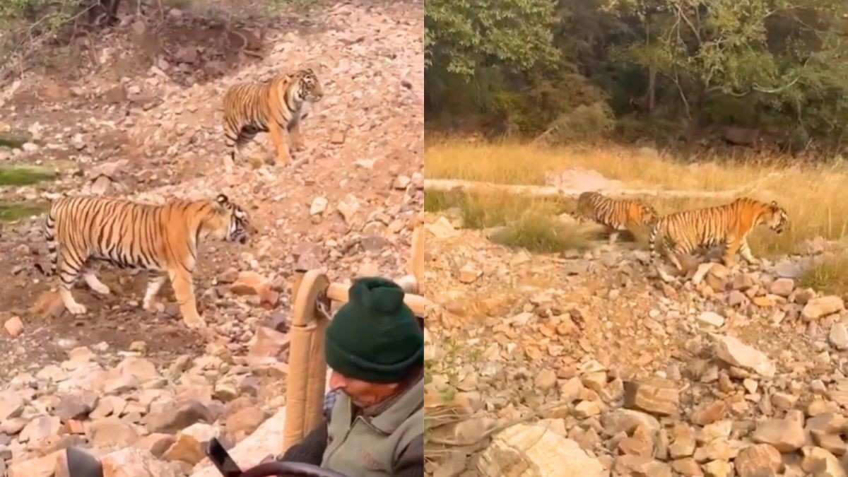 Video Of Safari Jeeps Crowding 2 Fighting Tigers Raises Concerns; Netizens: “These Rides Should Be Banned”