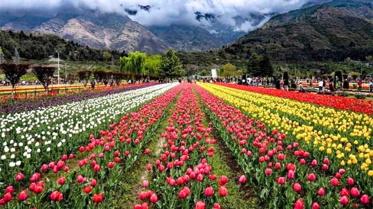 Srinagar’s Famous Tulip Garden Sees Over 3 Lakh Tourists This Spring; Kashmir In Spotlight Again