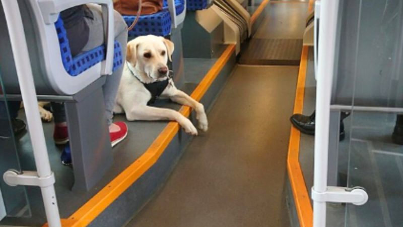 How To Book Pet Box Service On Vande Bharat Sleeper Train? Check Cost, Documents Required Here!