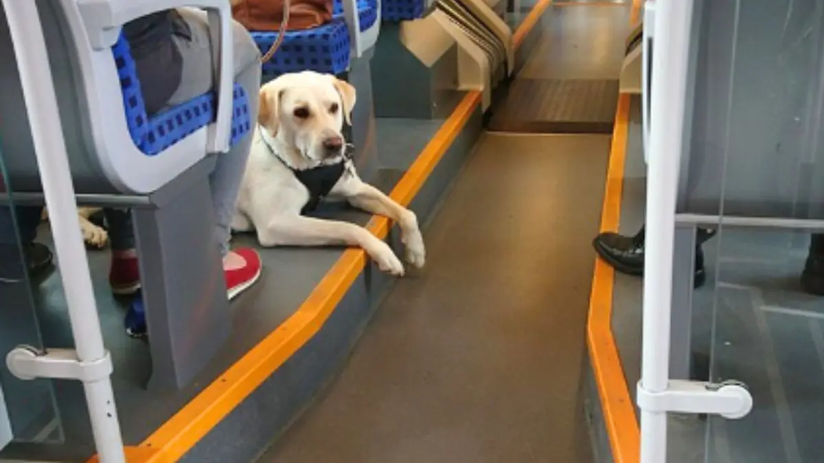 How To Book Pet Box Service On Vande Bharat Sleeper Train? Check Cost, Documents Required Here!