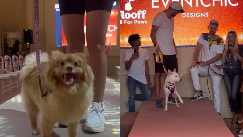 UAE: Dubai’s First Rescue Runway Dog Adoption Show Was Organised & Here’s What Went Down!