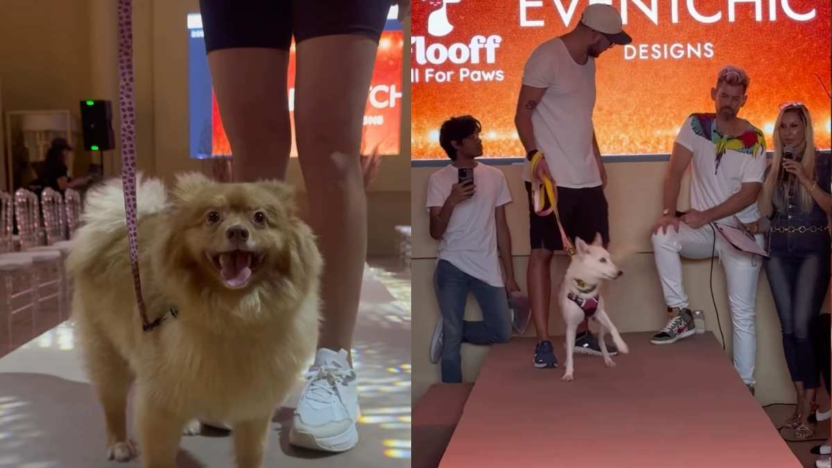 UAE: Dubai’s First Rescue Runway Dog Adoption Show Was Organised & Here’s What Went Down!