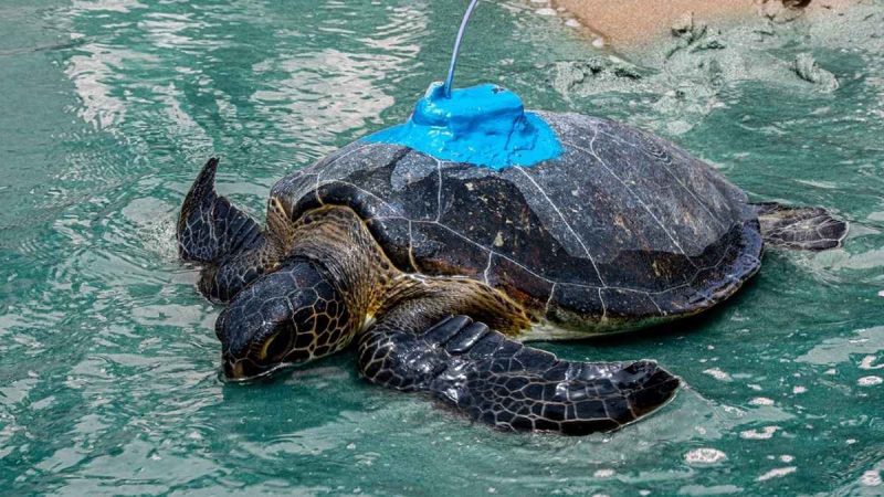 From Fujairah’s Turtle Rehabilitation To Qatar Airways’ Flight Resumption, 5 GCC Updates