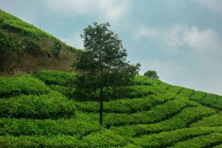 honeymoon destinations india