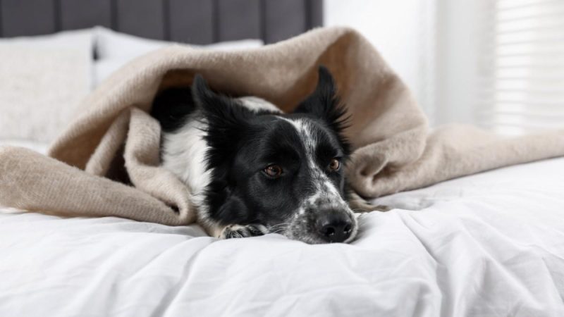 This Dubai Hotel Now Welcomes Dogs For Staycations With Pet Perks & Special Long-Stay Offers