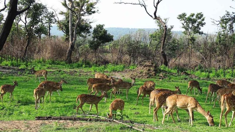 Are Safaris Banned At Bandipur And Nagarahole Tiger Reserves In Karnataka?