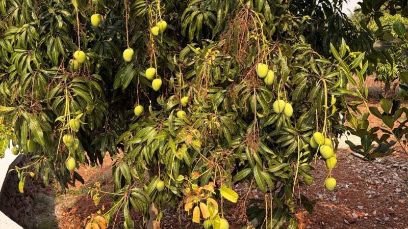 Not Ratnagiri Or Lucknow, The Mango City Of India Is Actually Located In West Bengal And Has Legendary Mangoes