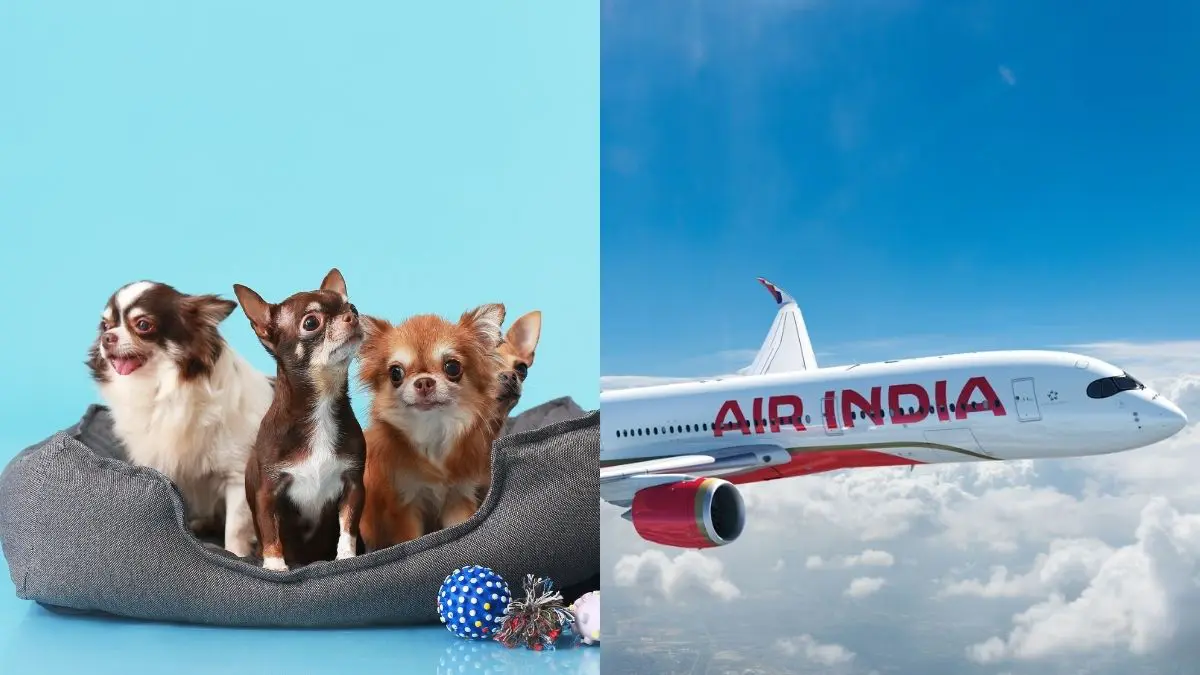 Flying With Your Pet In India? New Airline Rules Pet Parents Need To Know