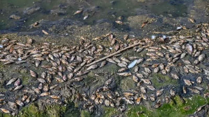 Delhi’s Extreme 45°C Heatwave Leaves Sanjay Lake With Hundreds Of Fish Dead