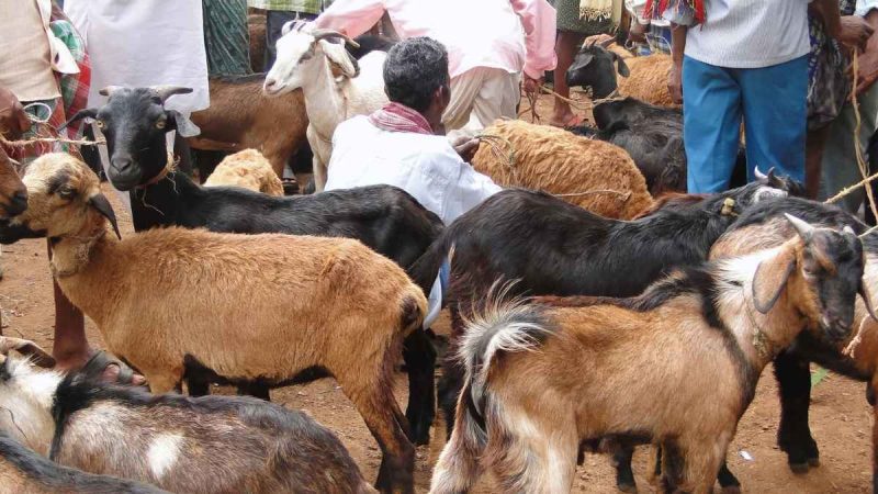Dubai Opens Smart Qurbani Bookings As Eid Al Adha Rush Begins