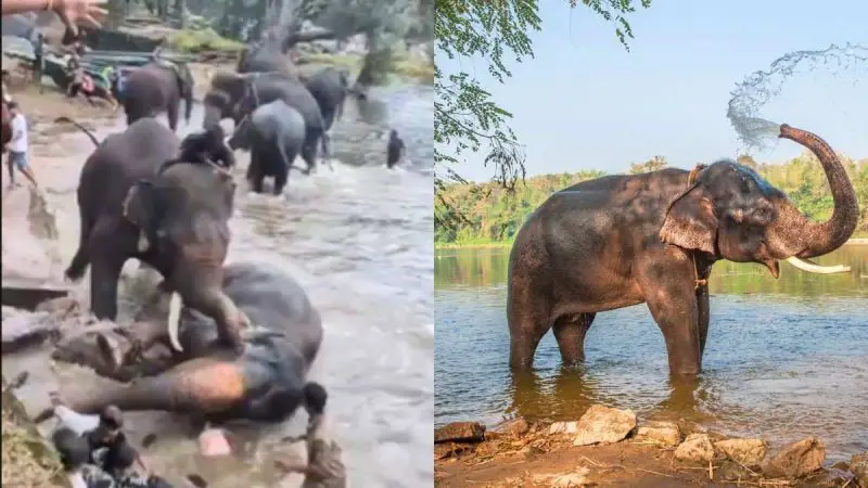 Woman Dies Amid Elephant Clash At Karnataka’s Dubare Camp: What Safety Rules To Follow At Wildlife Camps