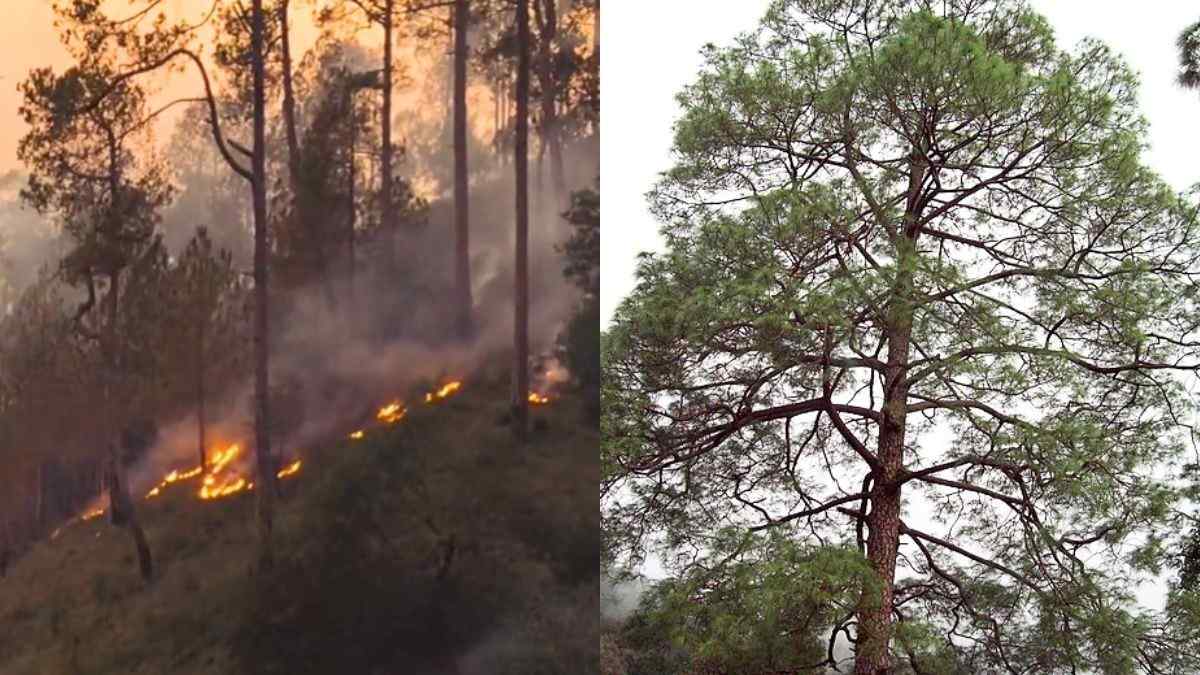 What Are Chir Pine Trees & Why Are They Responsible For Forest Fires In The Himalayas?