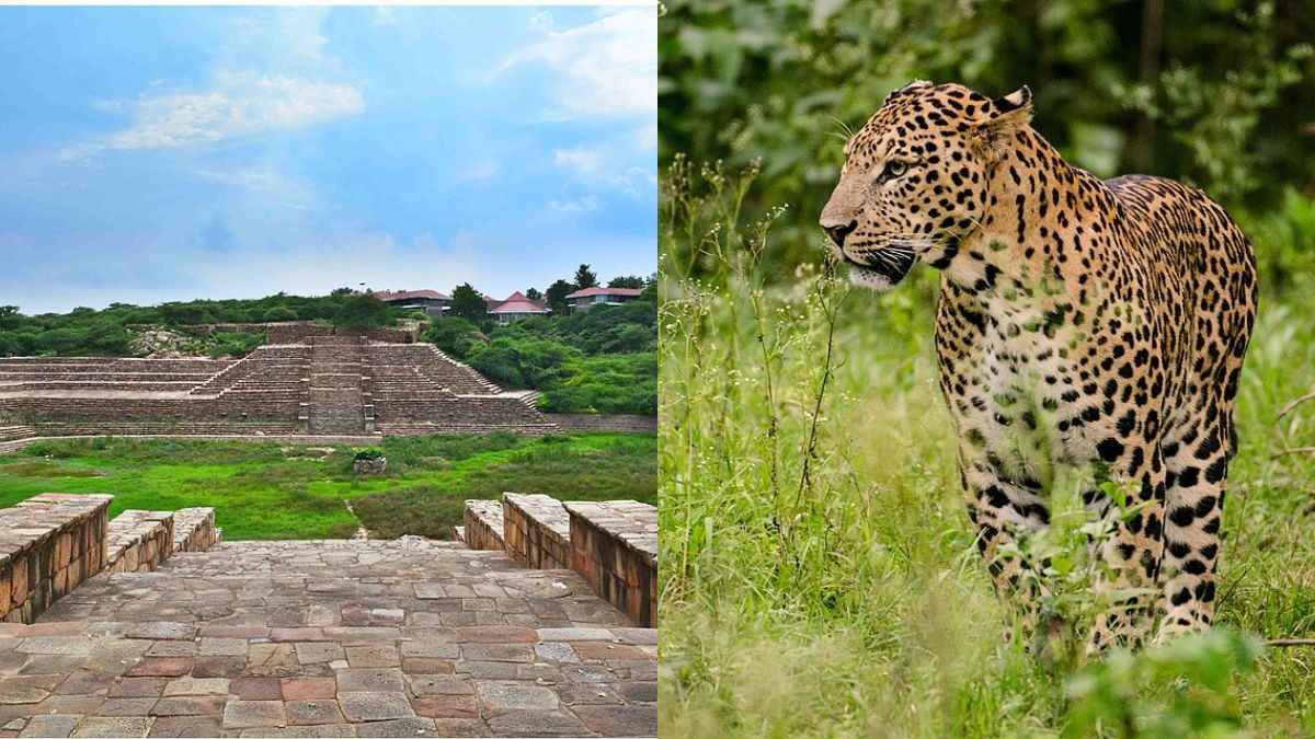 Surajkund To Asola Bhatti Wildlife Sanctuary: Haryana To Host Heritage Walks At THESE 6 Sites