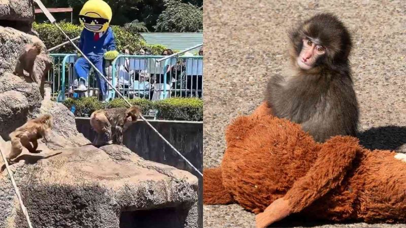 2 Americans Arrested For Trying To Enter Punch The Monkey’s Enclosure At Japan’s Ichikawa Zoo