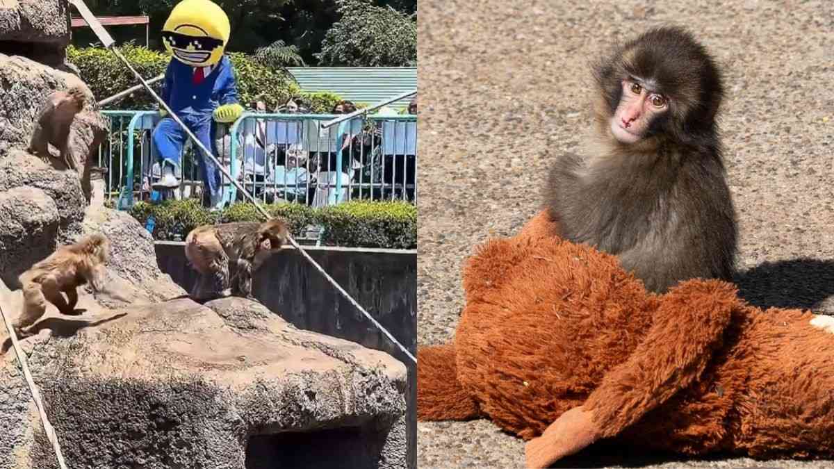 2 Americans Arrested For Trying To Enter Punch The Monkey’s Enclosure At Japan’s Ichikawa Zoo