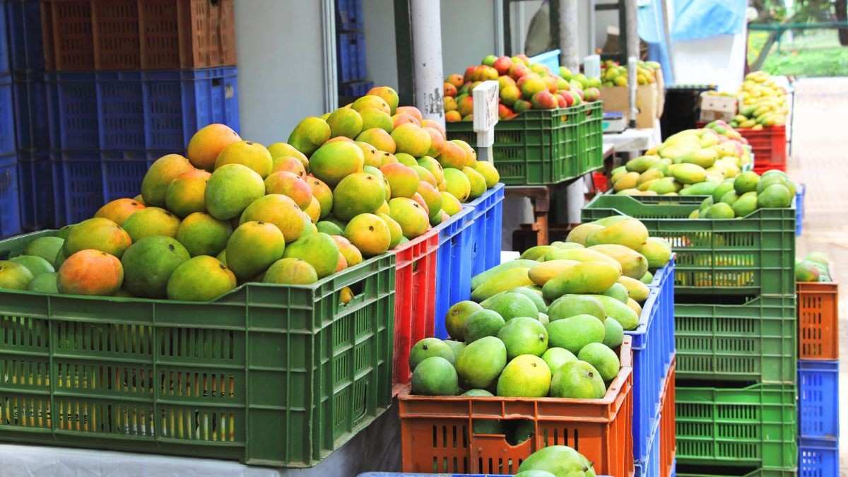 Why Has Japan Stopped Importing Indian Mangoes After 20 Years?