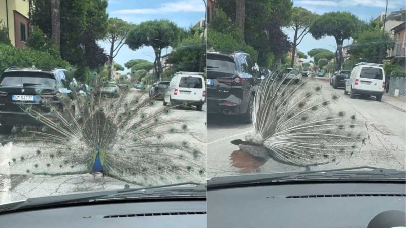 Italian Seaside Town Overrun By 100+ Peacocks & Residents Are Not Happy About It!