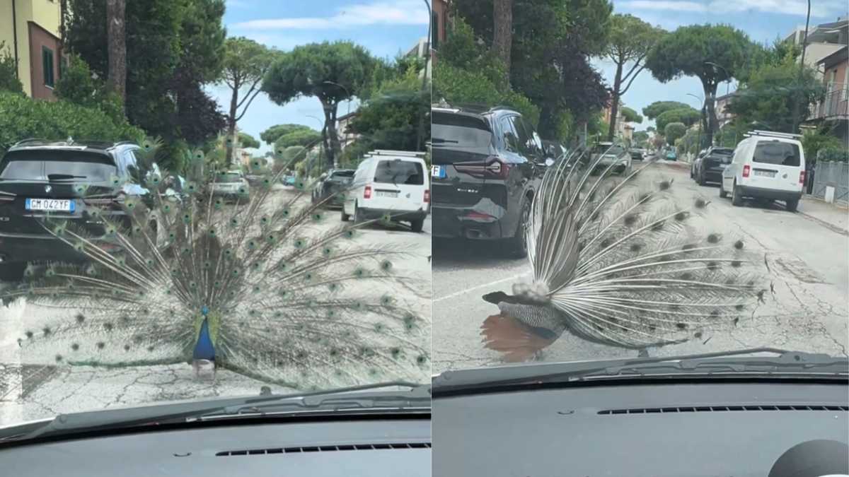 Italian Seaside Town Overrun By 100+ Peacocks & Residents Are Not Happy About It!
