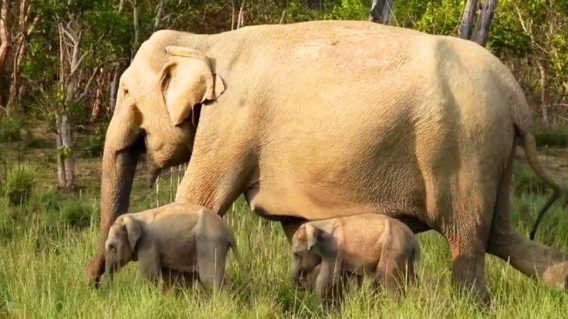 Why Is The Twin Elephant Birth In Jim Corbett National Park A Rare Wildlife Event?