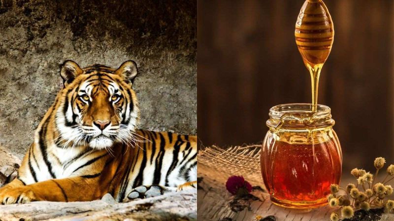Kali Tiger Reserve Becomes Karnataka’s 1st Protected Area With Honey Brand; Here’s Why It Matters