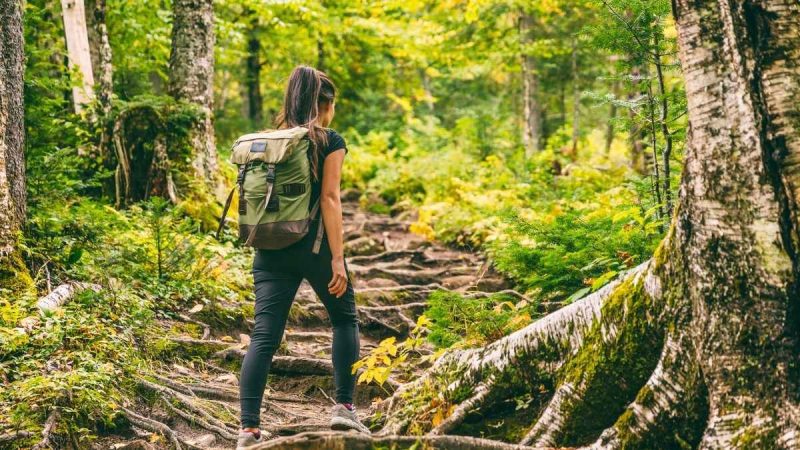 Karnataka Announces Temporary Closure Of Trekking Trails Across Wildlife-Sensitive Forest Areas