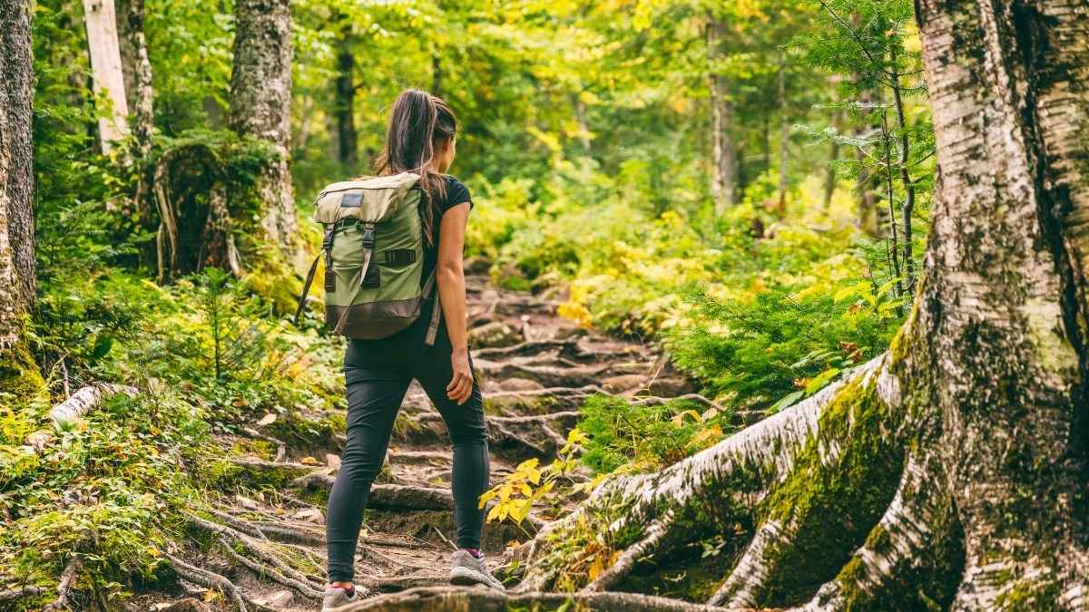 Karnataka Announces Temporary Closure Of Trekking Trails Across Wildlife-Sensitive Forest Areas