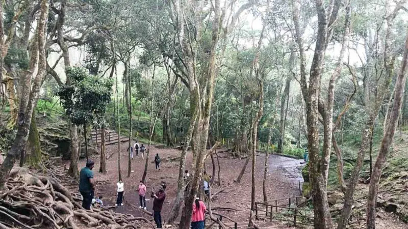 Free Entry At Kodaikanal’s Guna Caves, Pillar Rocks & More Until May 31; All You Need To Know