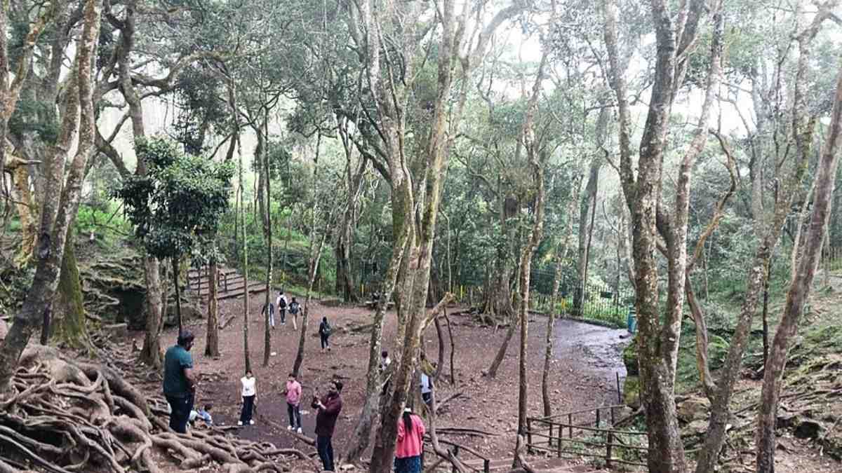 Free Entry At Kodaikanal’s Guna Caves, Pillar Rocks & More Until May 31; All You Need To Know