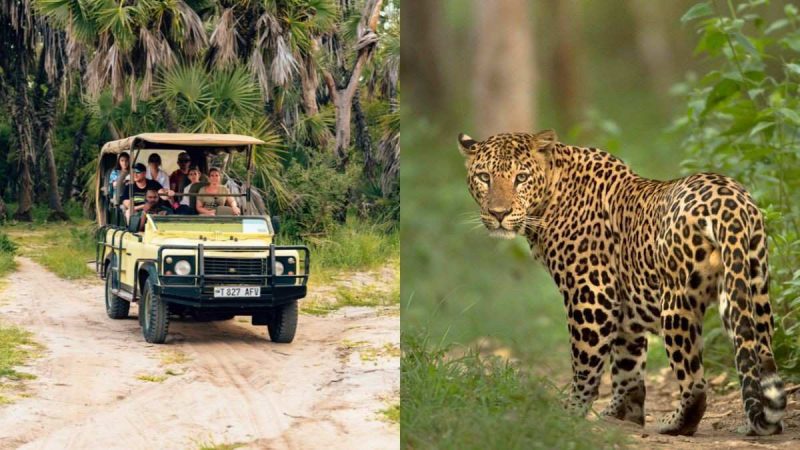 Nashik Plans Guided Leopard Safari Projects At Trimbakeshwar & Yeola; All You Need To Know