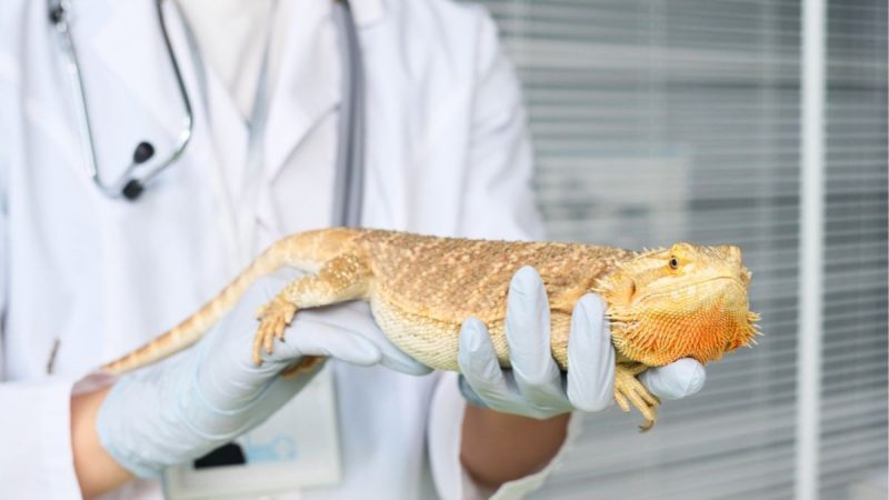 London Zoo Visitors Can Soon Watch Vets Treat Wild Animals At First-Of-Its-Kind Facility In UK