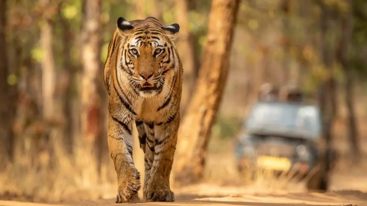 If You Haven’t Experienced These 8 Tiger Safaris In Madhya Pradesh Yet, You’re Missing Out