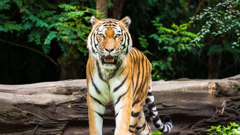 AI Alerts To Rescue Centres: Maharashtra Approves ₹260 Cr Plan To Reduce Human-Wildlife Conflict